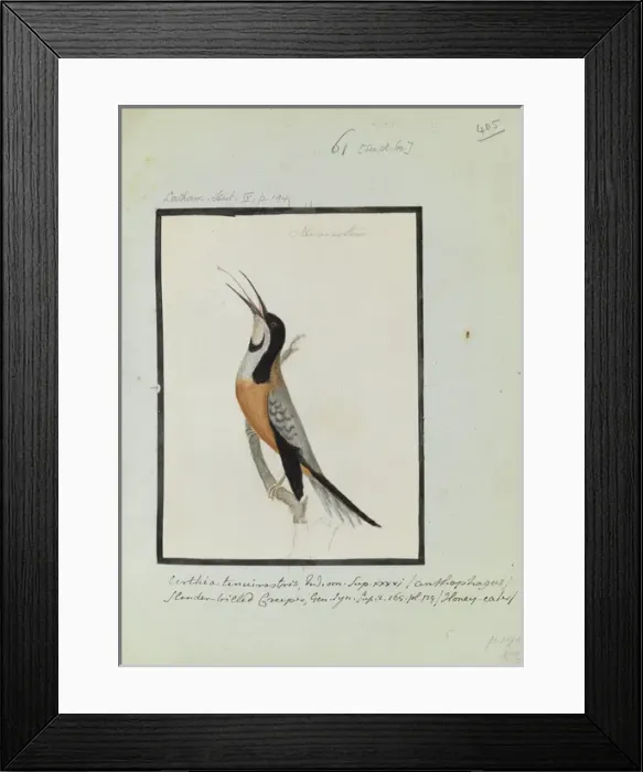 Framed Print : Certhia tenuistris, Latham Collection vol. 3 Framed Print : Certhia tenuistris, Latham Collection vol. 3
