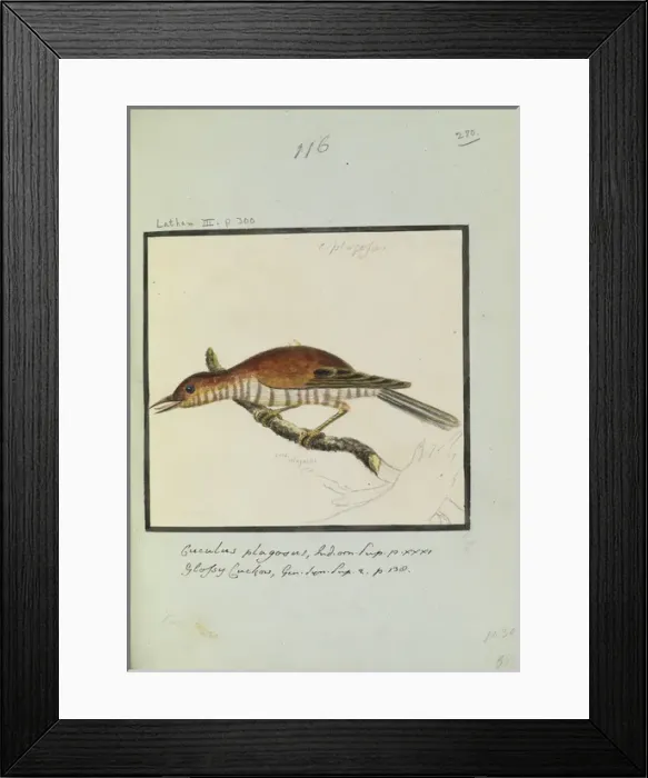 Framed Print : Cuculous plagosus, Latham Collection, Vol. 2 Framed Print : Cuculous plagosus, Latham Collection, Vol. 2