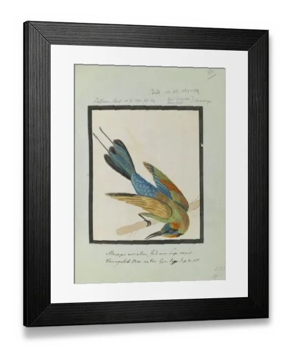 Framed Print : Merops ornatus, Latham collection Vol. 3, f368 Framed Print : Merops ornatus, Latham collection Vol. 3, f368