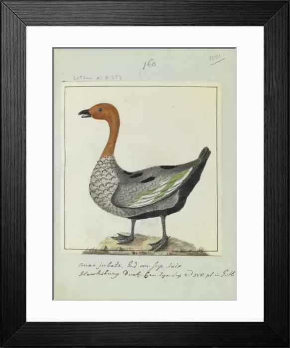 Framed Print : Anas jubata, Latham Collection Vol. 6, f. 1001 Framed Print : Anas jubata, Latham Collection Vol. 6, f. 1001