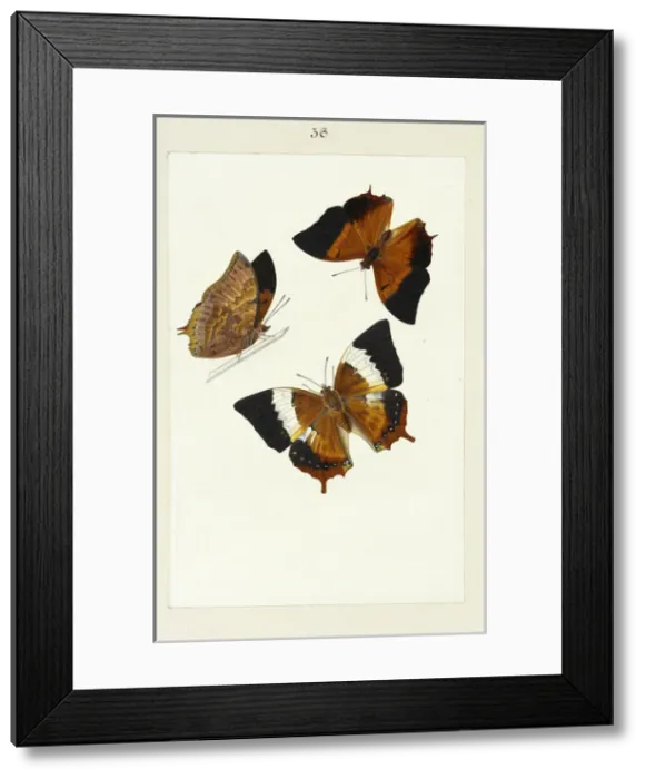 Framed Print : Tawny Rajah, Charaxes psaphon Framed Print : Tawny Rajah, Charaxes psaphon
