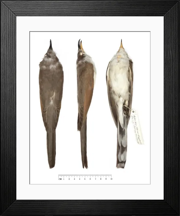 Framed Print : Yellow-billed Cuckoo, Coccyzus americanus Framed Print : Yellow-billed Cuckoo, Coccyzus americanus