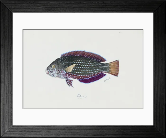 Framed Print : Anampses cuvier, pearl wrasse Framed Print : Anampses cuvier, pearl wrasse