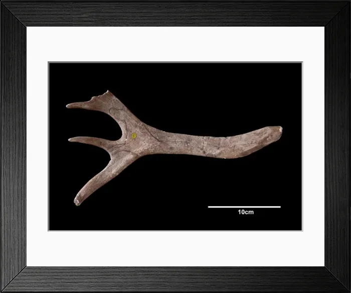 Framed Print : Reindeer antler from Neschers Framed Print : Reindeer antler from Neschers