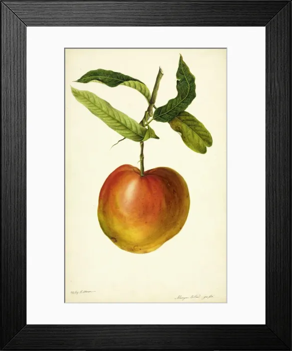 Framed Print : Mangifera indica, mango Framed Print : Mangifera indica, mango