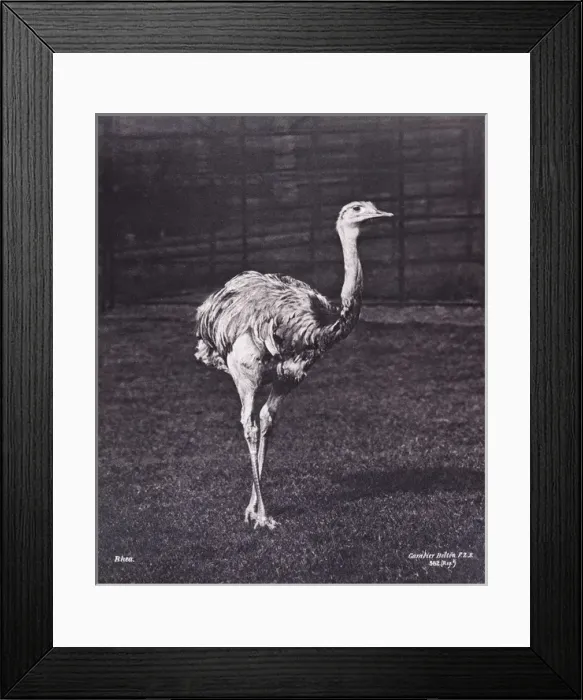 Framed Print : Rhea by Gambier Bolton Framed Print : Rhea by Gambier Bolton