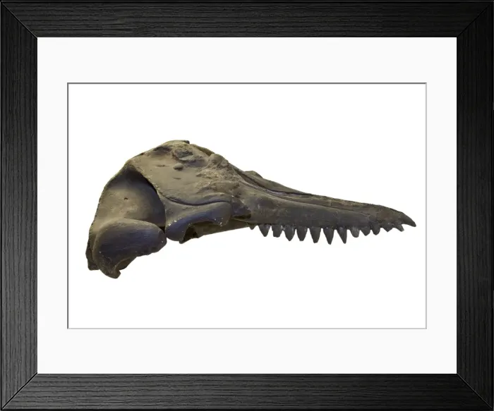 Framed Print : Prosqualodon davidi, skull cast Framed Print : Prosqualodon davidi, skull cast