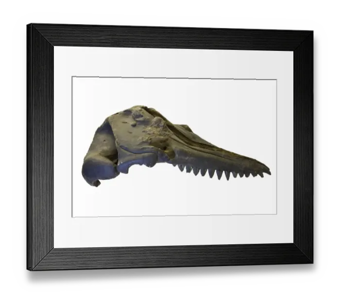 Framed Print : Prosqualodon davidi, skull cast Framed Print : Prosqualodon davidi, skull cast