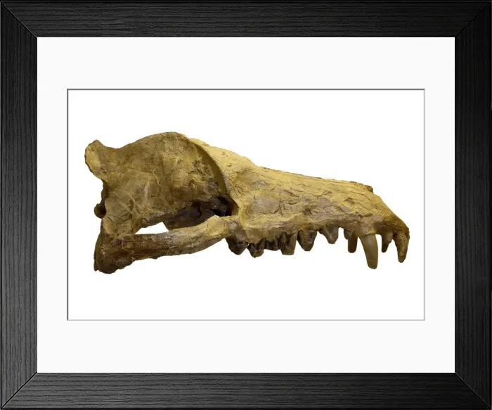 Framed Print : Andrewsarchus mongoliencis, Skull cast Framed Print : Andrewsarchus mongoliencis, Skull cast