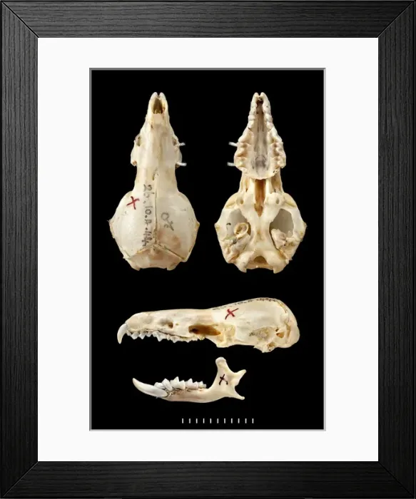 Framed Print : Chimarrogale varennei, dorsal, ventral Framed Print : Chimarrogale varennei, dorsal, ventral