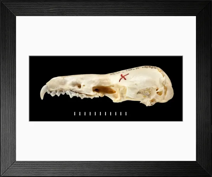 Framed Print : Chimarrogale varennei, lateral view Framed Print : Chimarrogale varennei, lateral view