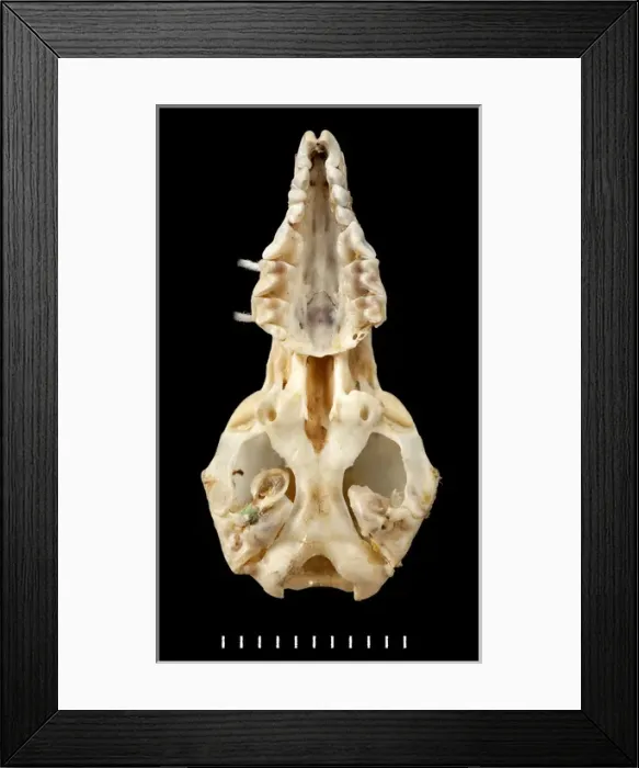Framed Print : Przewalskium albirostris, white-lipped deer Framed Print : Przewalskium albirostris, white-lipped deer