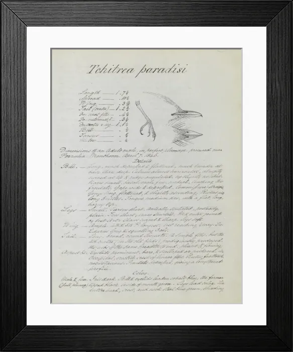 Framed Print : Notes relating to Asian Paradise Flycatcher Framed Print : Notes relating to Asian Paradise Flycatcher