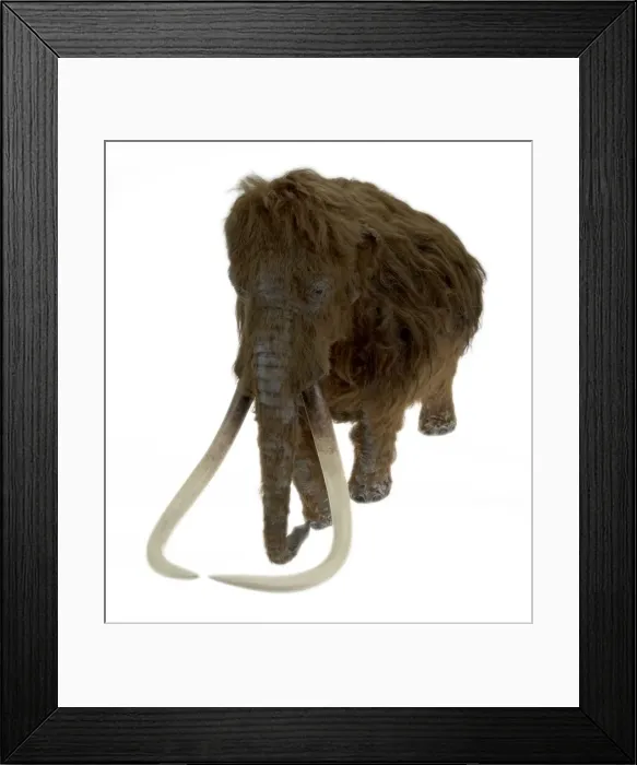 Framed Print : Model of the Ilford Mammoth Framed Print : Model of the Ilford Mammoth