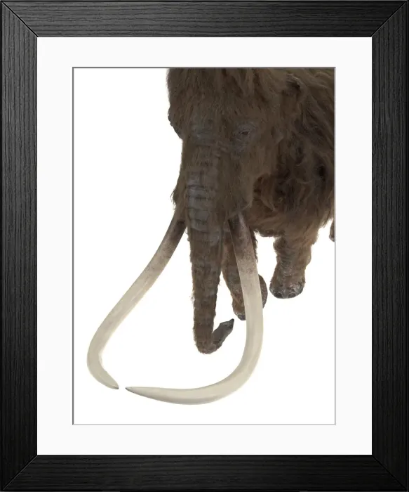 Framed Print : Model of the Ilford Mammoth Framed Print : Model of the Ilford Mammoth