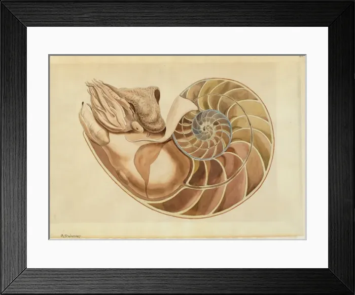 Framed Print : Nautilus sp Framed Print : Nautilus sp