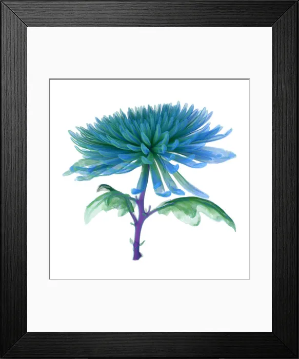 Framed Print : Chrysanthemum, CT scan image Framed Print : Chrysanthemum, CT scan image