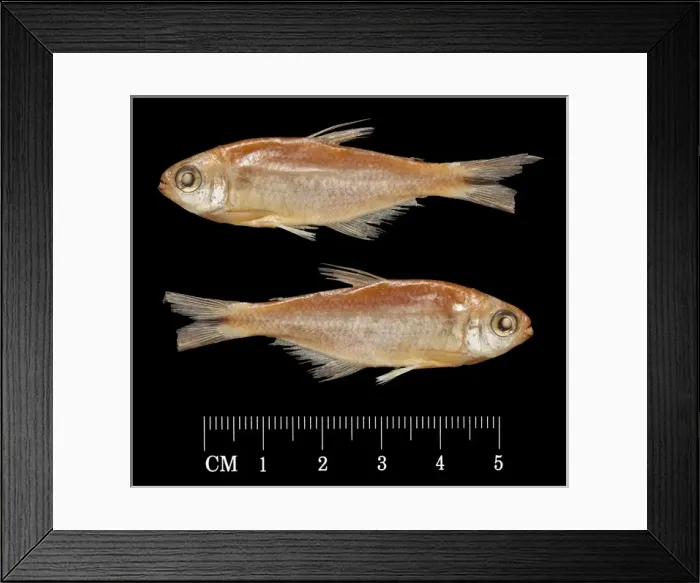 Framed Print : Hemibrycon taeniurus, Mountain spring sardine Framed Print : Hemibrycon taeniurus, Mountain spring sardine