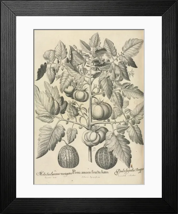 Framed Print : Pseudocolocynthis pomiformis by Basil Besler Framed Print : Pseudocolocynthis pomiformis by Basil Besler