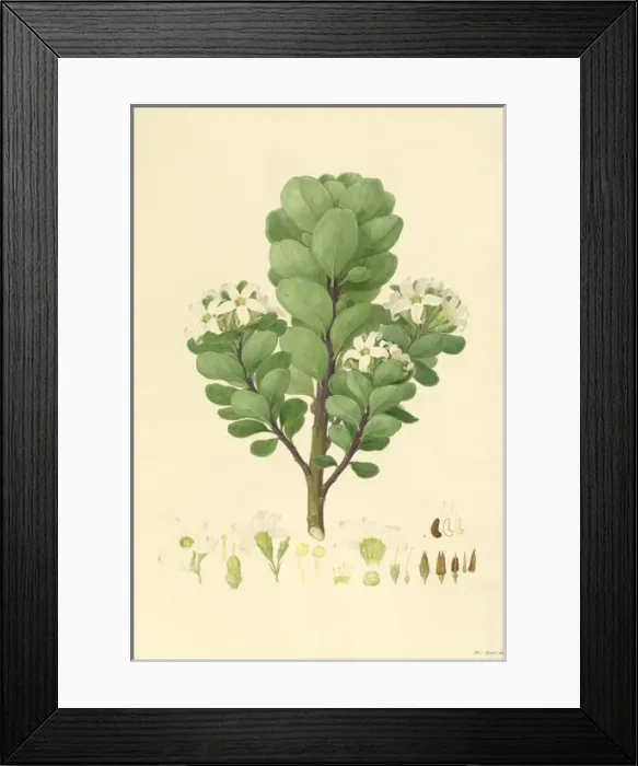 Framed Print : Sticky Tailflower watercolour, Ferdinand Bauer Framed Print : Sticky Tailflower watercolour, Ferdinand Bauer