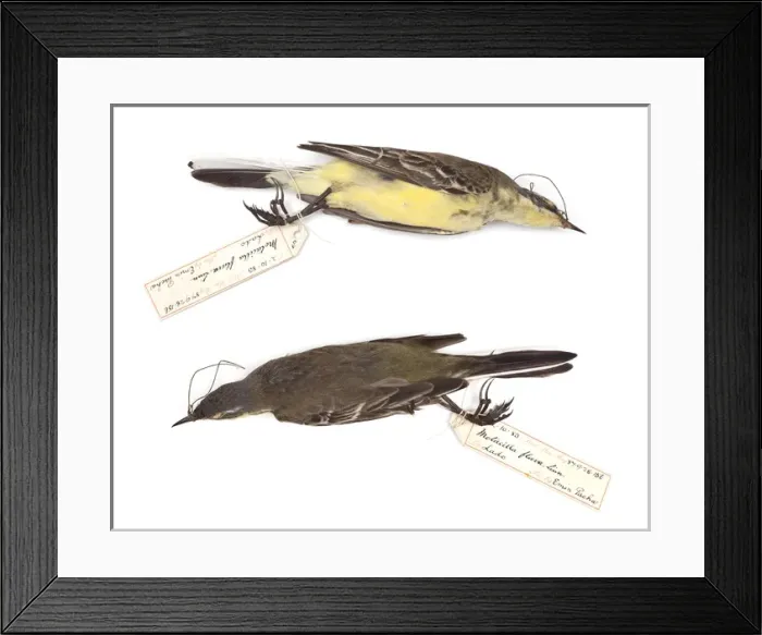 Framed Print : Motacilla flava, Western Yellow Wagtail, male Framed Print : Motacilla flava, Western Yellow Wagtail, male