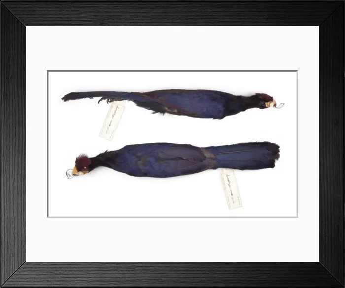 Framed Print : Musophaga rossae, Rosss turaco, female Framed Print : Musophaga rossae, Rosss turaco, female