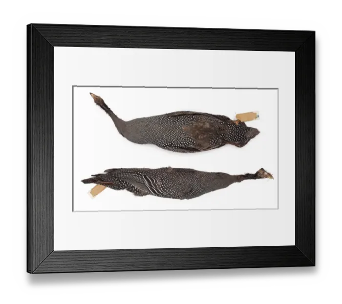 Framed Print : Numida meleagris, Helmeted Guineafowl, female Framed Print : Numida meleagris, Helmeted Guineafowl, female