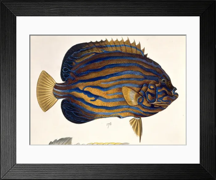 Framed Print : Plate 134 from the John Reeves Collection Framed Print : Plate 134 from the John Reeves Collection