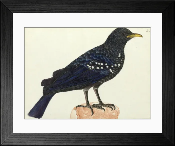 Framed Print : Blue whistling thrush, Myoponus caeruleus Framed Print : Blue whistling thrush, Myoponus caeruleus