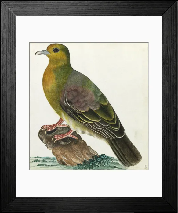 Framed Print : Wedge-tailed green pigeon, Treron sphenurus Framed Print : Wedge-tailed green pigeon, Treron sphenurus