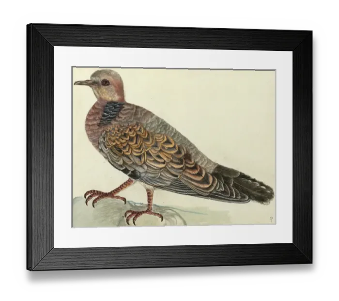 Framed Print : Oriental Turtle Dove, Streptopelia orientalis Framed Print : Oriental Turtle Dove, Streptopelia orientalis