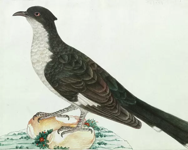 Jacobin Cuckoo, Clamator jacobinus