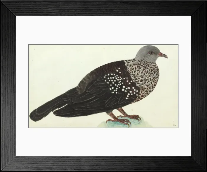 Framed Print : Speckled wood pigeon, Columba hodgsonii Framed Print : Speckled wood pigeon, Columba hodgsonii