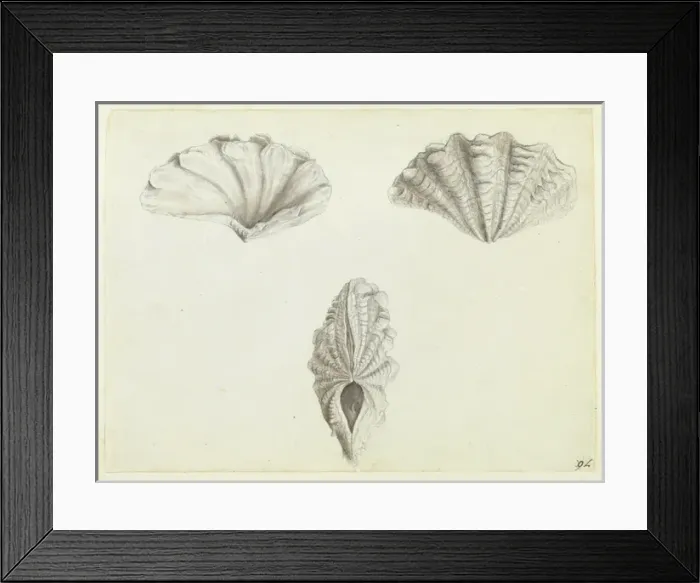 Framed Print : Tridacna maxima R Framed Print : Tridacna maxima R
