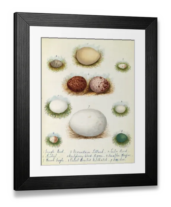 Framed Print : Various birds eggs Framed Print : Various birds eggs