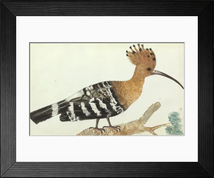 Framed Print : Hoopoe, Upupa epops