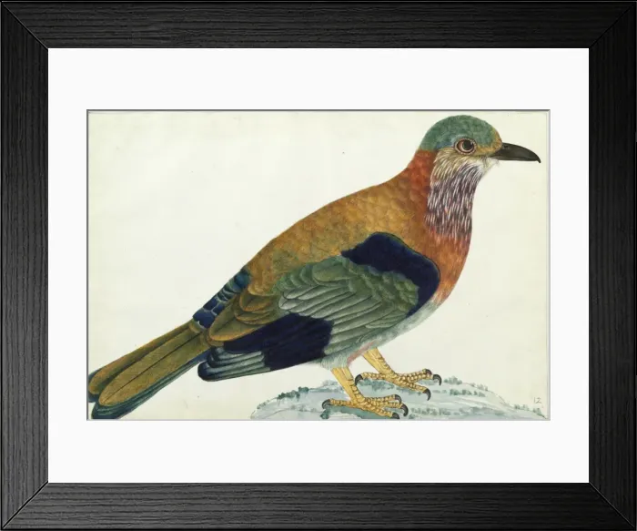 Framed Print : Indian Roller, Coracias benghalensis Framed Print : Indian Roller, Coracias benghalensis