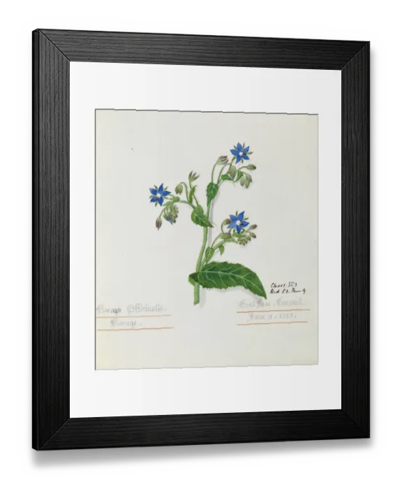 Framed Print : Borago officinalis, borage Framed Print : Borago officinalis, borage