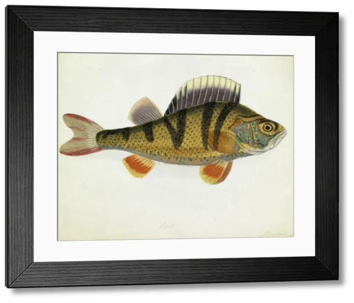 Framed Print : Perca fluviatilis, European perch Framed Print : Perca fluviatilis, European perch