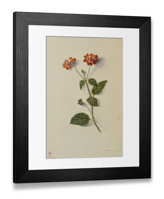 Framed Print : Lantana camara by Adeline Frances Mary Duppa Framed Print : Lantana camara by Adeline Frances Mary Duppa