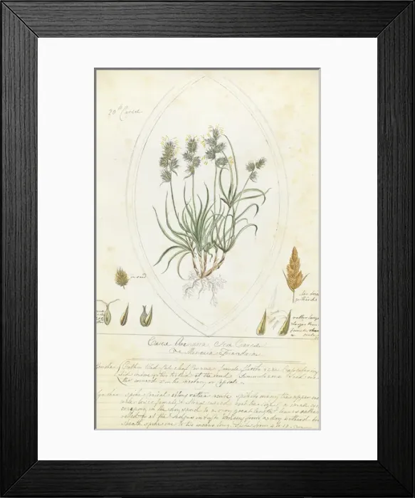 Framed Print : Lantana camara by Adeline Frances Mary Duppa Framed Print : Lantana camara by Adeline Frances Mary Duppa