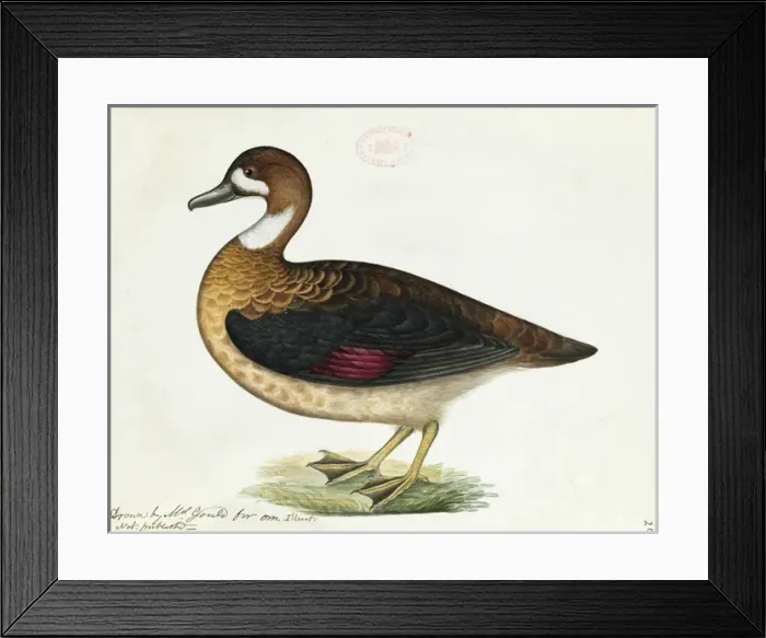 Framed Print : Anas specularis, Bronze-winged duck Framed Print : Anas specularis, Bronze-winged duck