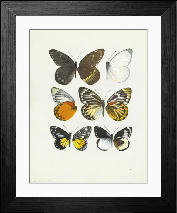 Framed Print : Pierine genus, Butterfly wings Framed Print : Pierine genus, Butterfly wings