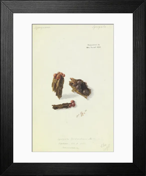 Framed Print : Lycogala epidendrum, Wolfs Milk