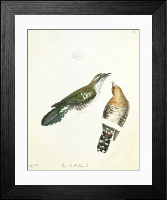 Framed Print : Chrysococcyx caprius, diederik cuckoo Framed Print : Chrysococcyx caprius, diederik cuckoo