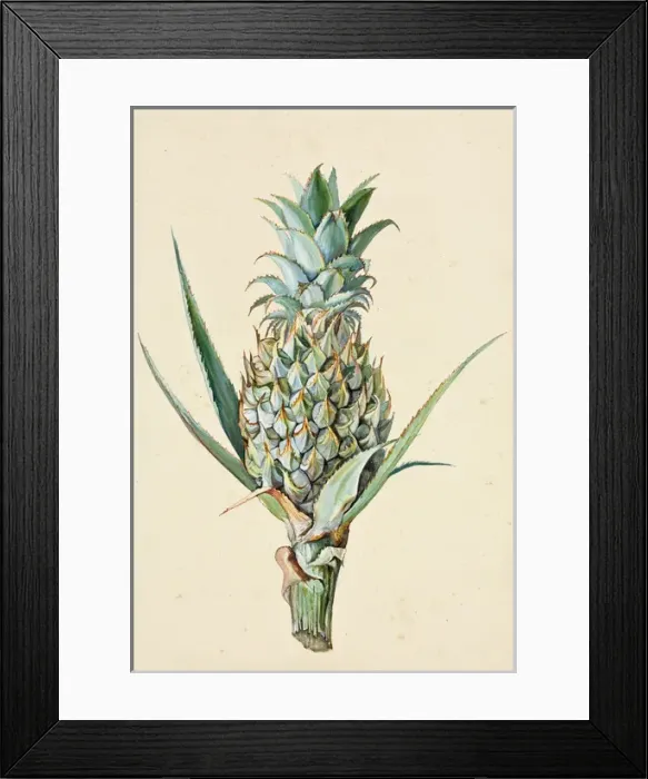 Framed Print : Ananas comosus, Pineapple Framed Print : Ananas comosus, Pineapple