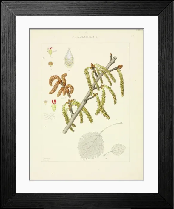 Framed Print : White poplar Framed Print : White poplar