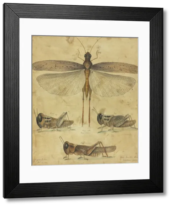 Framed Print : Melanoplus spretus, Rocky mountain locust Framed Print : Melanoplus spretus, Rocky mountain locust