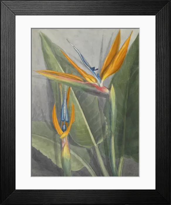 Framed Print : Strelitzia reginae, bird of paradise flower Framed Print : Strelitzia reginae, bird of paradise flower