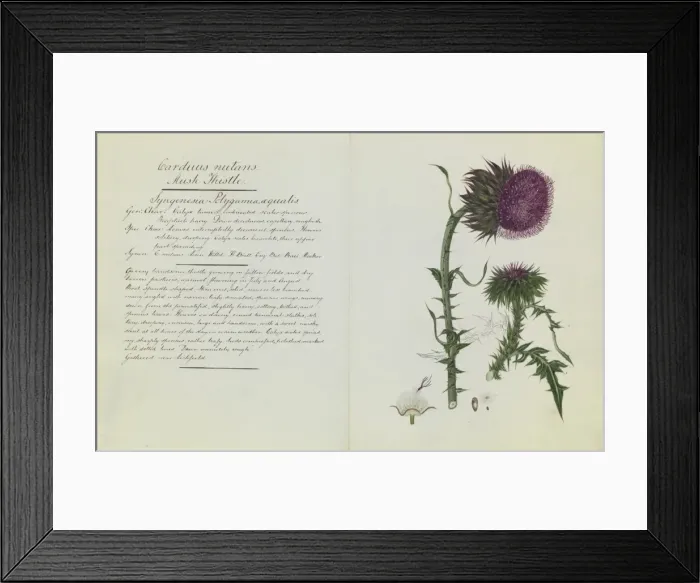 Framed Print : Carduus nutans, musk thistle Framed Print : Carduus nutans, musk thistle